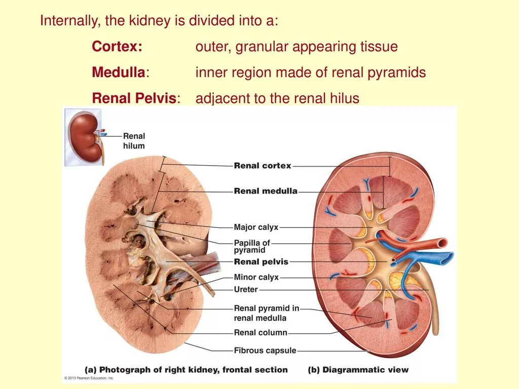 Почечная лоханка (pelvis renalis). Пелвис реналис. Pelvis renalis лоханка. Renal почки.