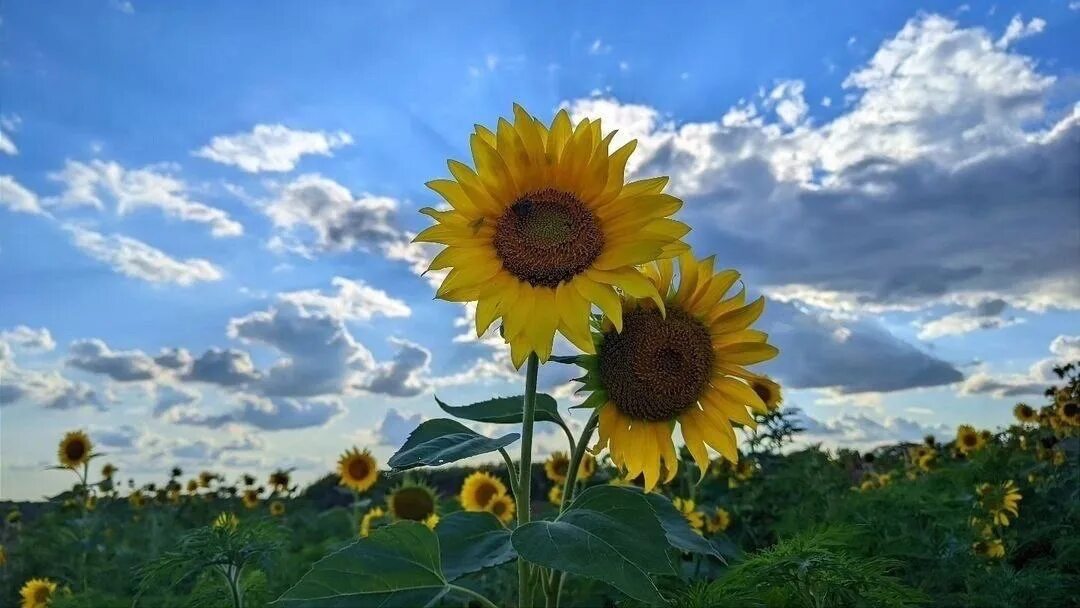 Цветение подсолнуха. Подсолнух ростов на дону. Рост подсолнуха. Подсолнуховое поле починок смоленская область. Подсолнух ростов на дону.