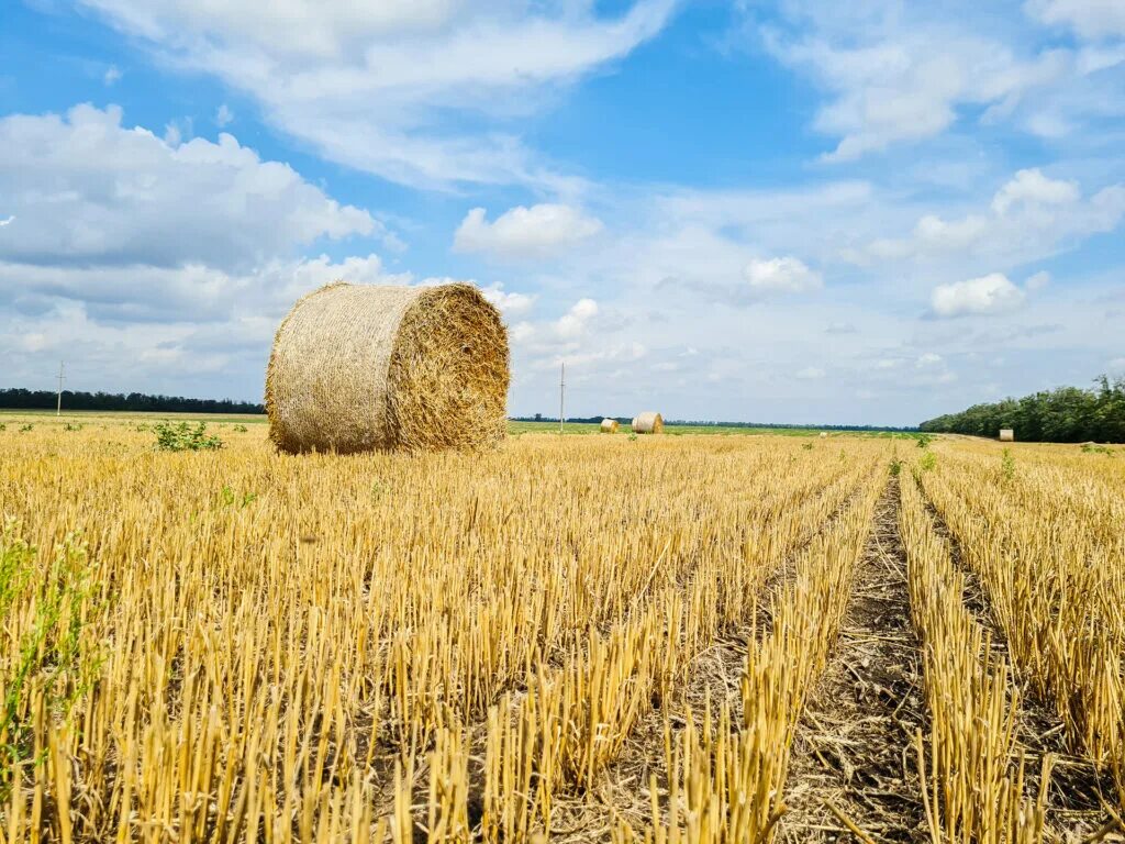 Выселки Краснодарский край природа. Выселковский район. Станица Выселки Краснодарский край. Станицы Выселки поля. Станицей березанской выселковского района краснодарского края