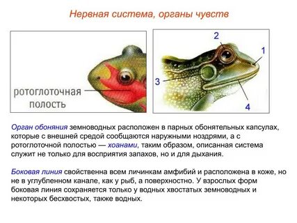 Органы слуха у амфибий