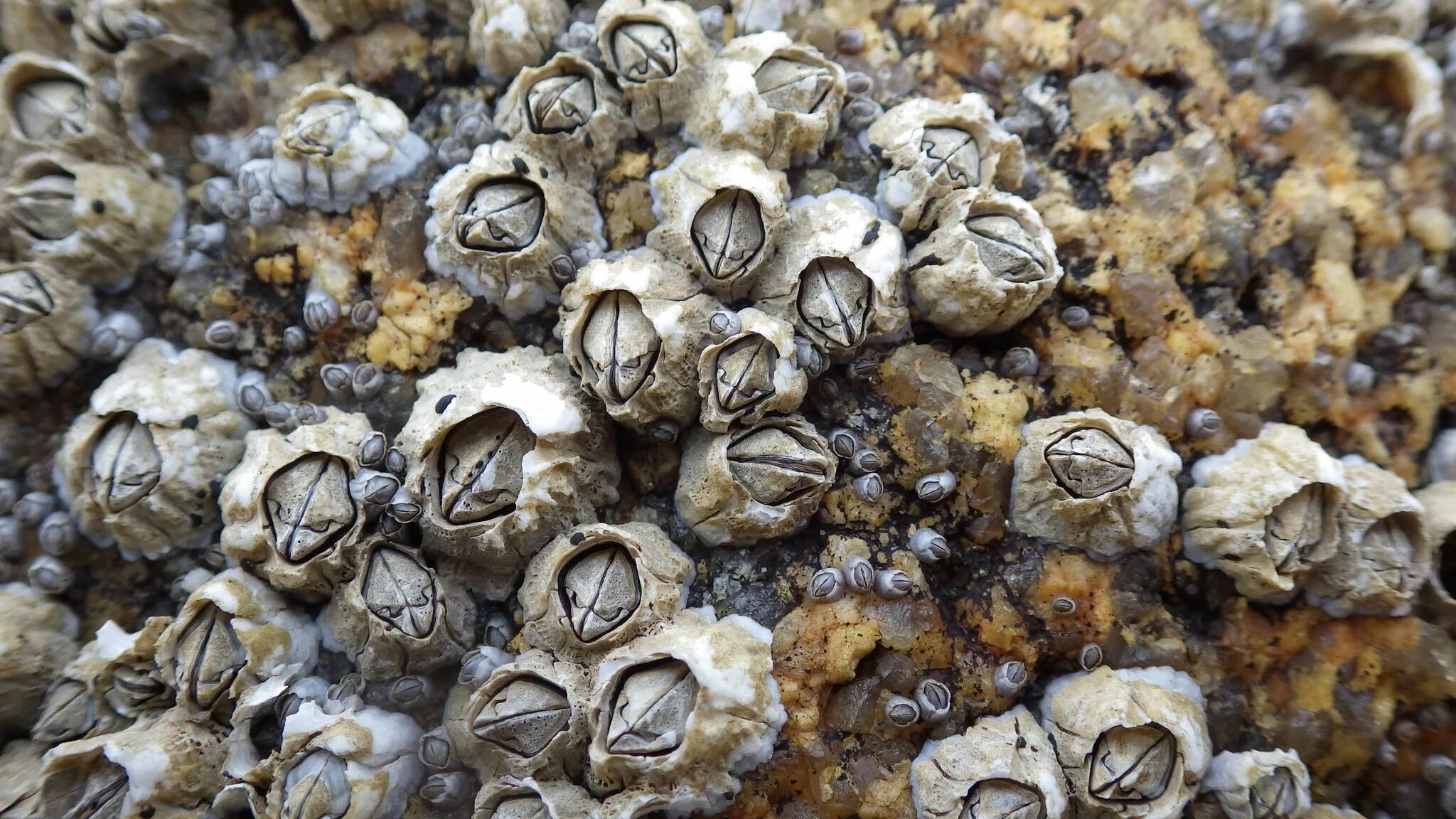 Балянус морской желудь. Морские желуди (балянусы) черного моря. Балянус. Усоногий рачок балянус. Ракушки balanus.