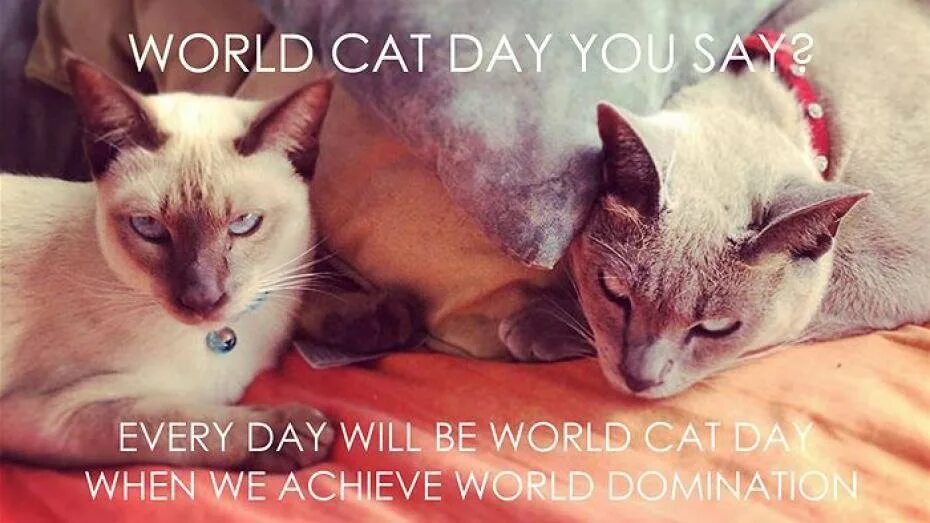 Кэт и дей фф. World Cat Day. World Cat Day 8 August. Happy Cat Day. The Day кошка.