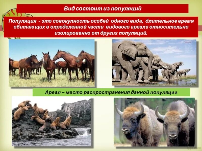 Распространение популяции