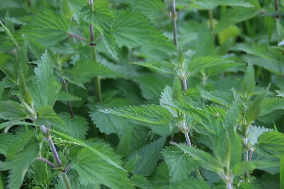 Крапива двудомная (Urtica dioica). Боровская крапива. Крапива широколистная. Крапива жгучая и двудомная.