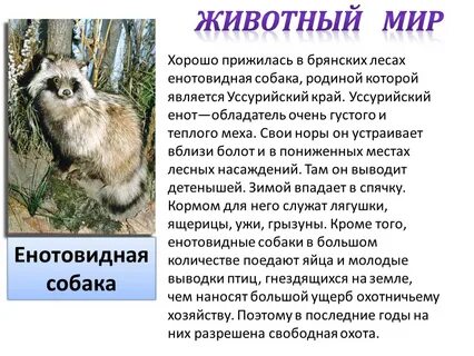 Брянская область красная книга животные и растения