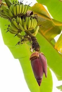 A lot bananas