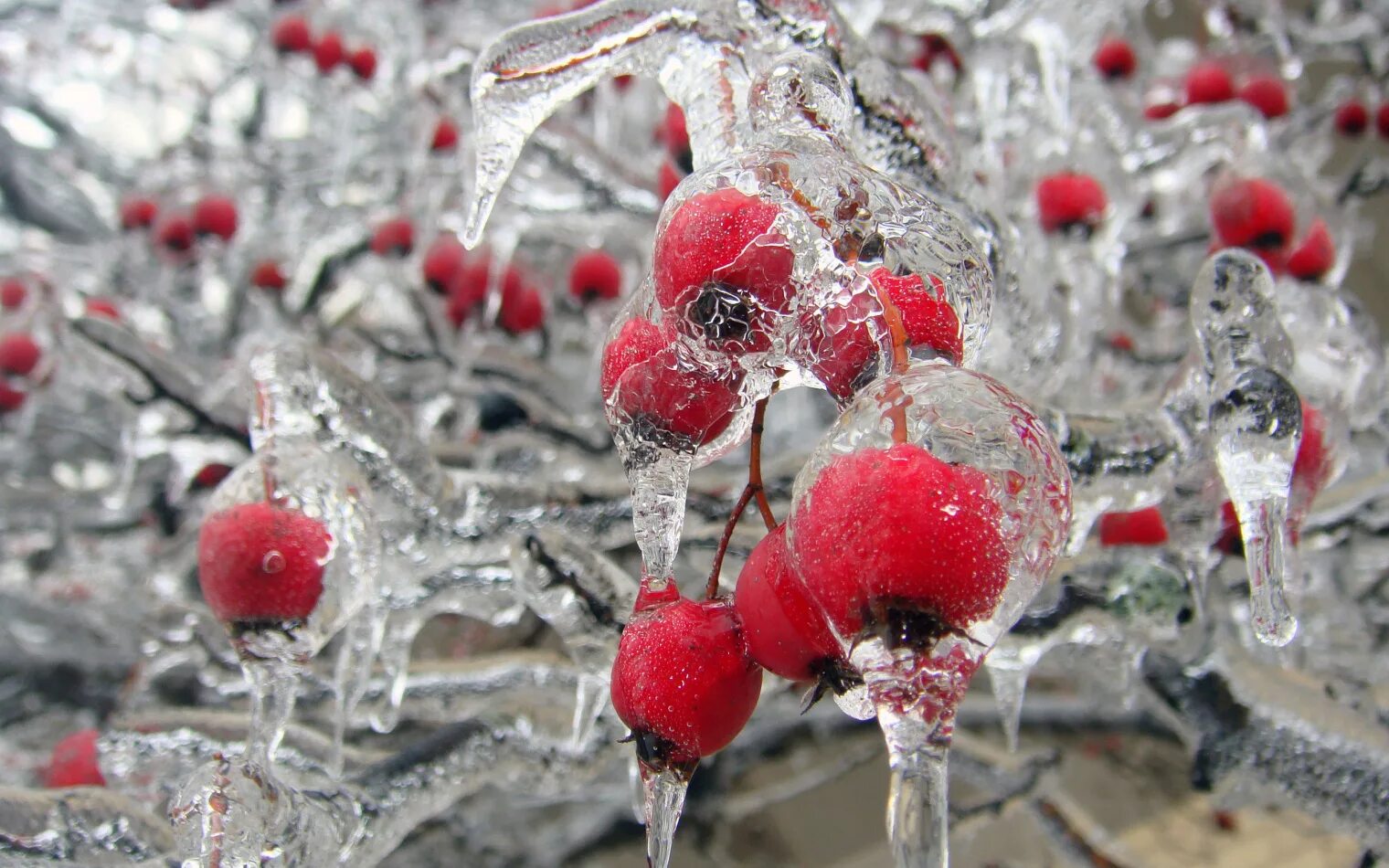 Ледяной дождь зимой. Ледяной дождь. Обледенелые ветки деревьев. Деревья во льду. Ледяной туман.