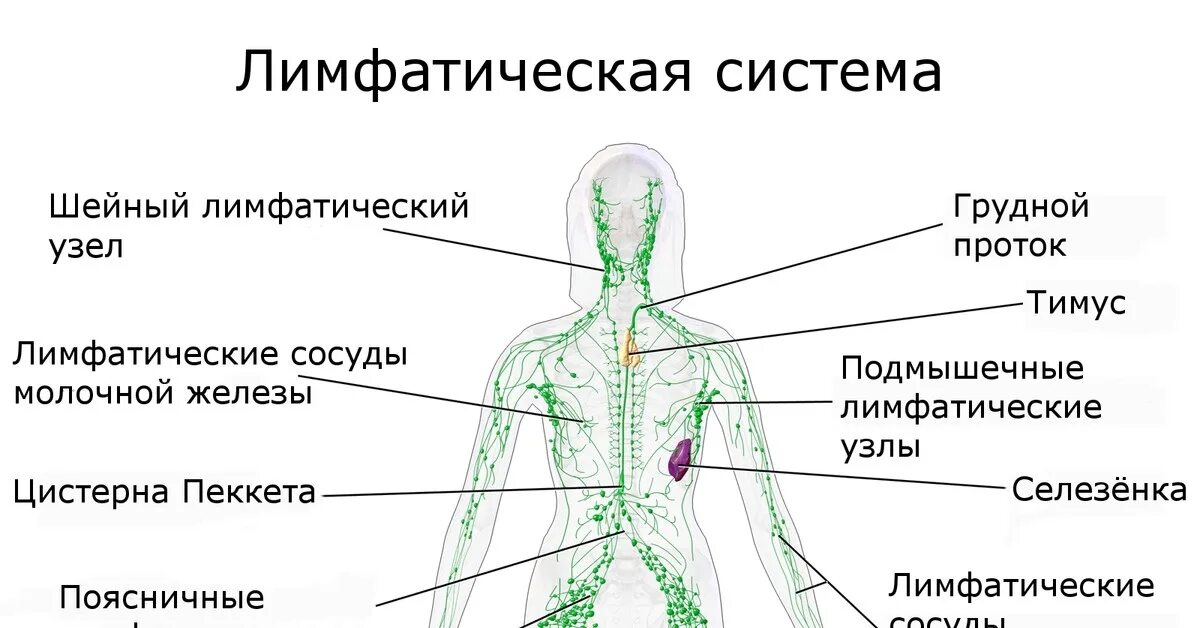 Функции лимфатической системы анатомия. Лимфатическая система человека анатомия движение лимфы. Строение лимфатической системы человека схема. Схема строения лимфоидной системы человека. Лимфатические органы и сосуды