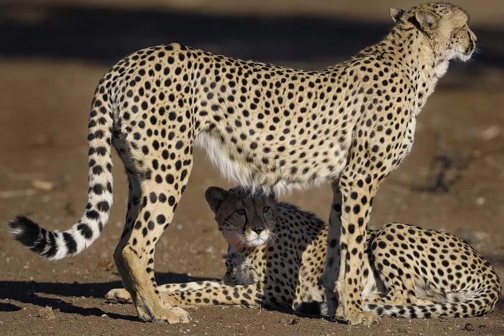 Американский гепард. Гепард детали. Atlas Cheetah. Фото гепарда и королевской семьи.