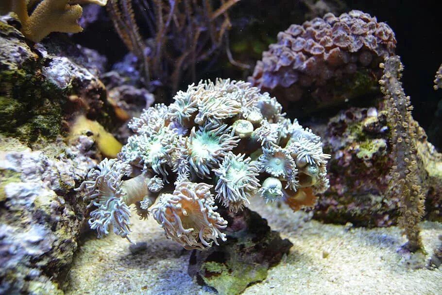 Морские организмы. Подводный мир. Обитатели коралловых рифов. Кораллы под водой.