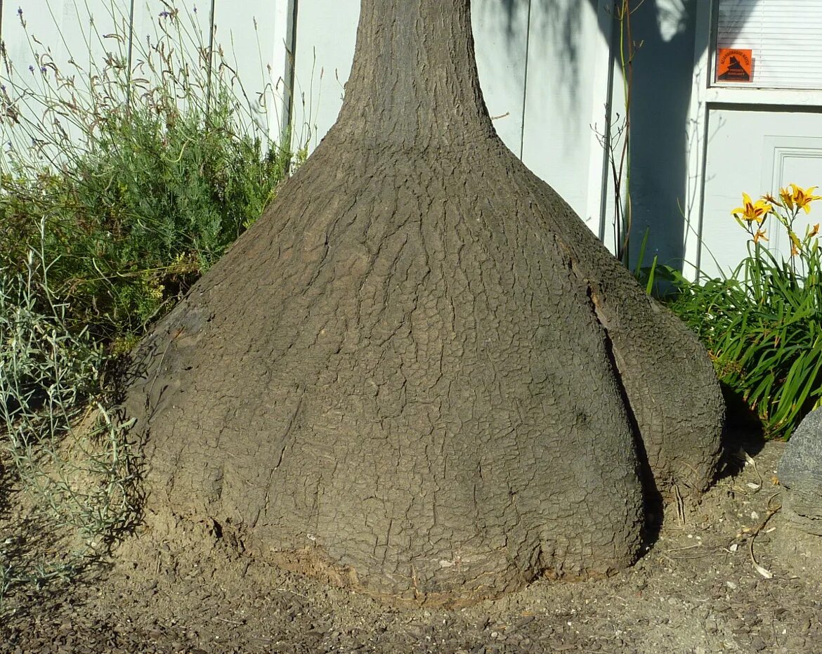 Как выглядит слоновая нога Beaucarnea Recurvata Cola de caballo, pata de Elefante 40 seeds eBay