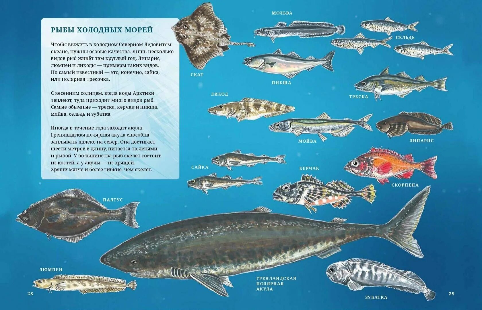 5 океанов рыба. Рыба в сеернолидовитом океане. Рыбы в Северном Ледовитом. Рыба обитающая в северных морях. Рыбы обитающие в холодных Водах.