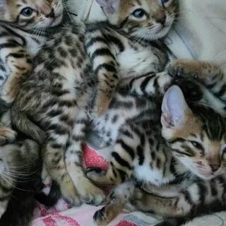 Какие кошки продают