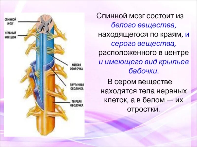 Строение 8. Спинной мозг вид сбоку биология 8 класс. Строение и функции спинного мозга 8 класс. 8 Класс биология белое вещество спинного мозга. Строение спинного мозга 8 класс биология.