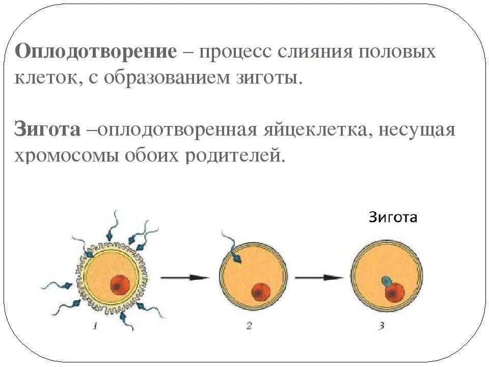 Процесс формирования яйцеклетки схема. Оплодотворение зигота схема. Схема процесса оплодотворения человека. Оплодотворение яйцеклетка сперматозоид зигота.