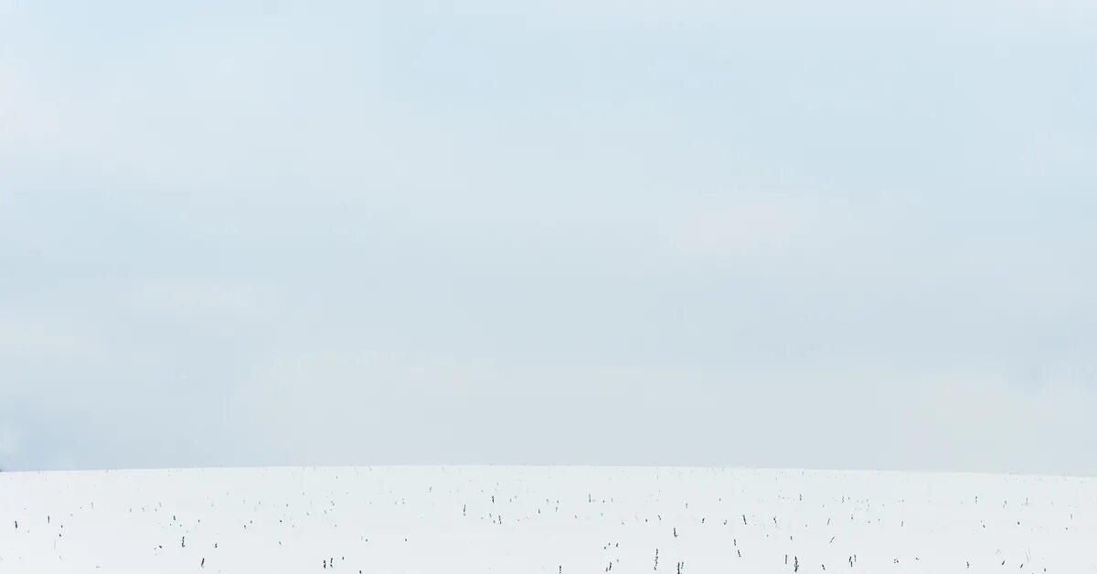 Поле ромашек для гравировки. Поле с белыми цветами. Включи белое поле. Включи белое поле. Поле белых одуванчиков.