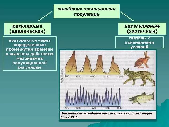 Колебания численности популяции. Типы колебания численности популяции. Причины колебания численности популяций. Периодические и непериодические колебания численности популяции. Причины изменения численности популяции в экосистеме