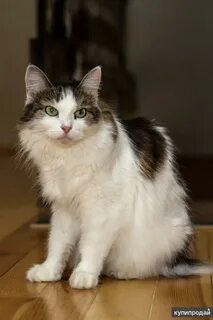 Сибирская кошка серо белая
