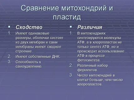 В чем сходство митохондрий и пластид