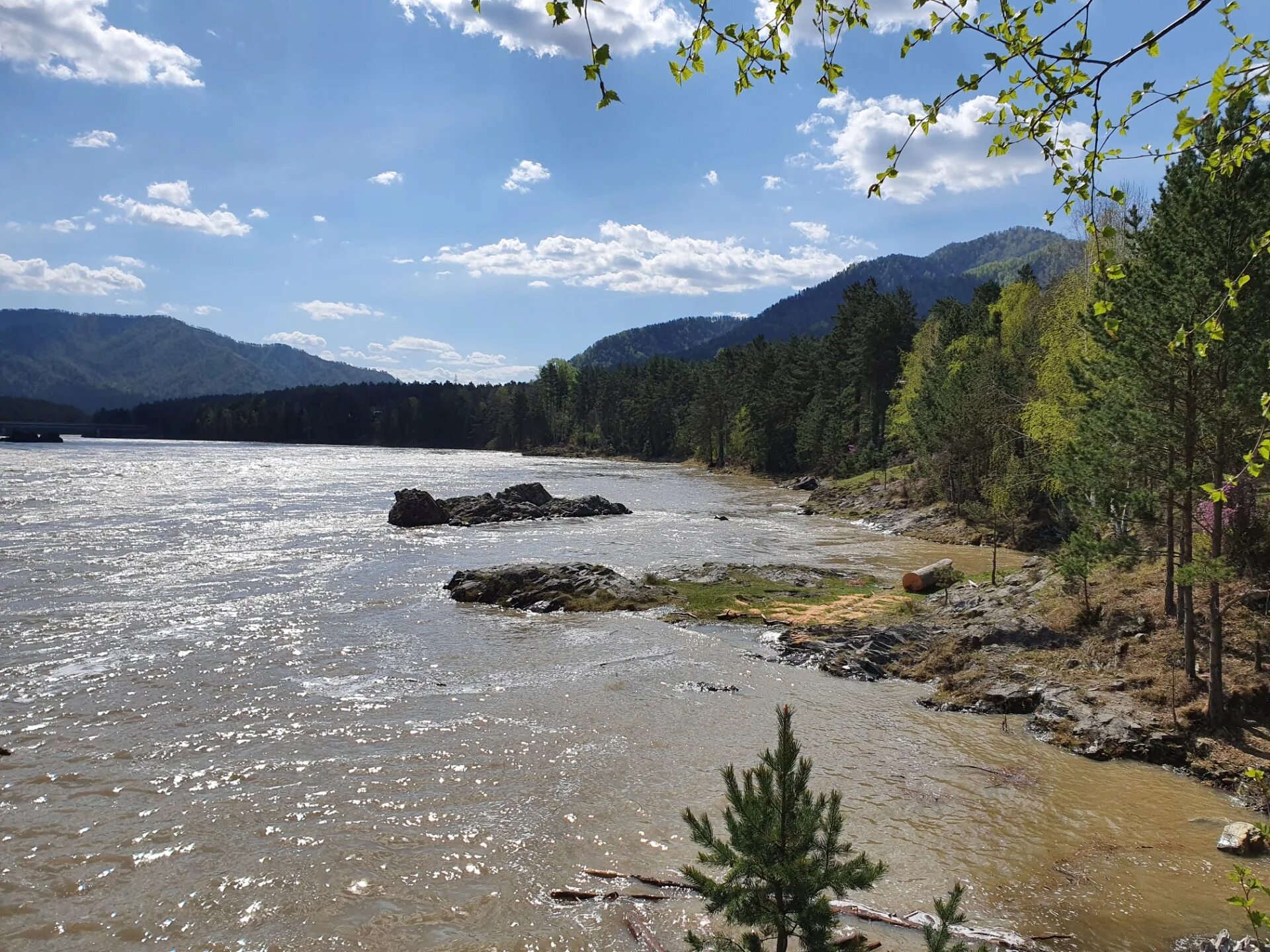 горный алтай в мае. маральник на алтае. маралий заповедник алтай.