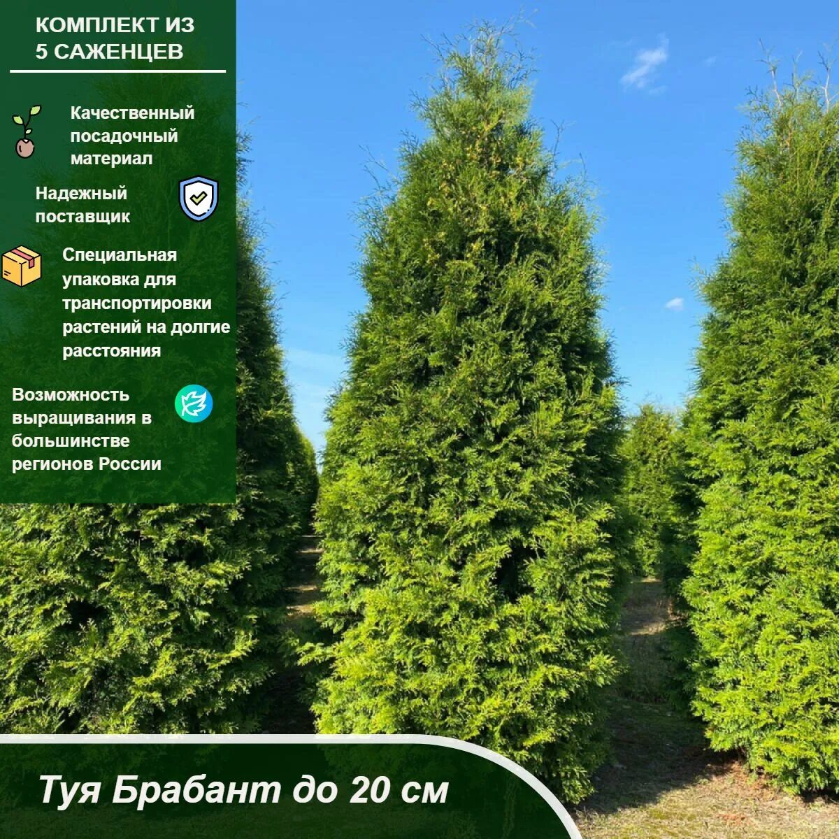 Брабант посадка и уход. Туя западная брабант. туя западная brabant. туя брабант экстра. туя западная брабант с5.