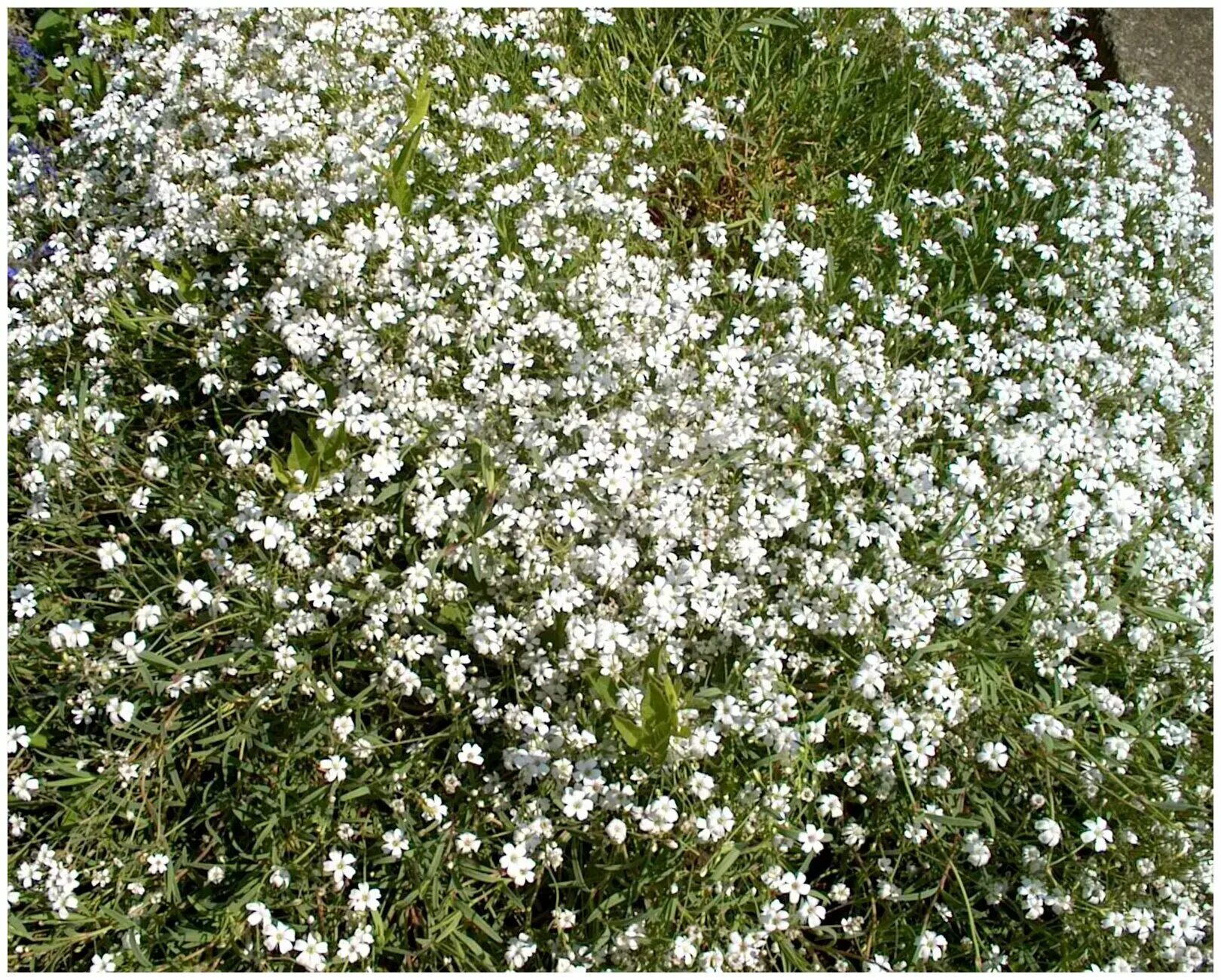 Babys Breath Flower Seeds Gypsophila Paniculata Fresh seeds Etsy