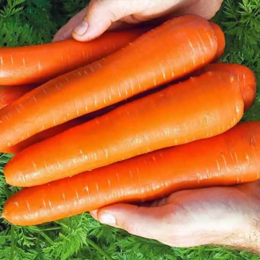 Семена моркови НИИОХ. Морковь НИИОХ 336. Сорт моркови НИИОХ. Морковь НИИОХ 336 посадка. Лучшие сорта моркови для средней полосы