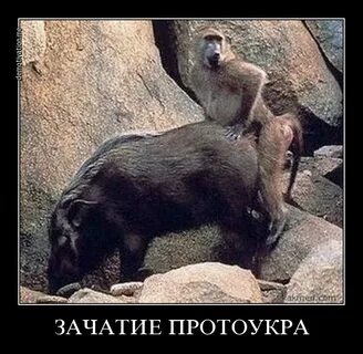 Свинья и обезьяна