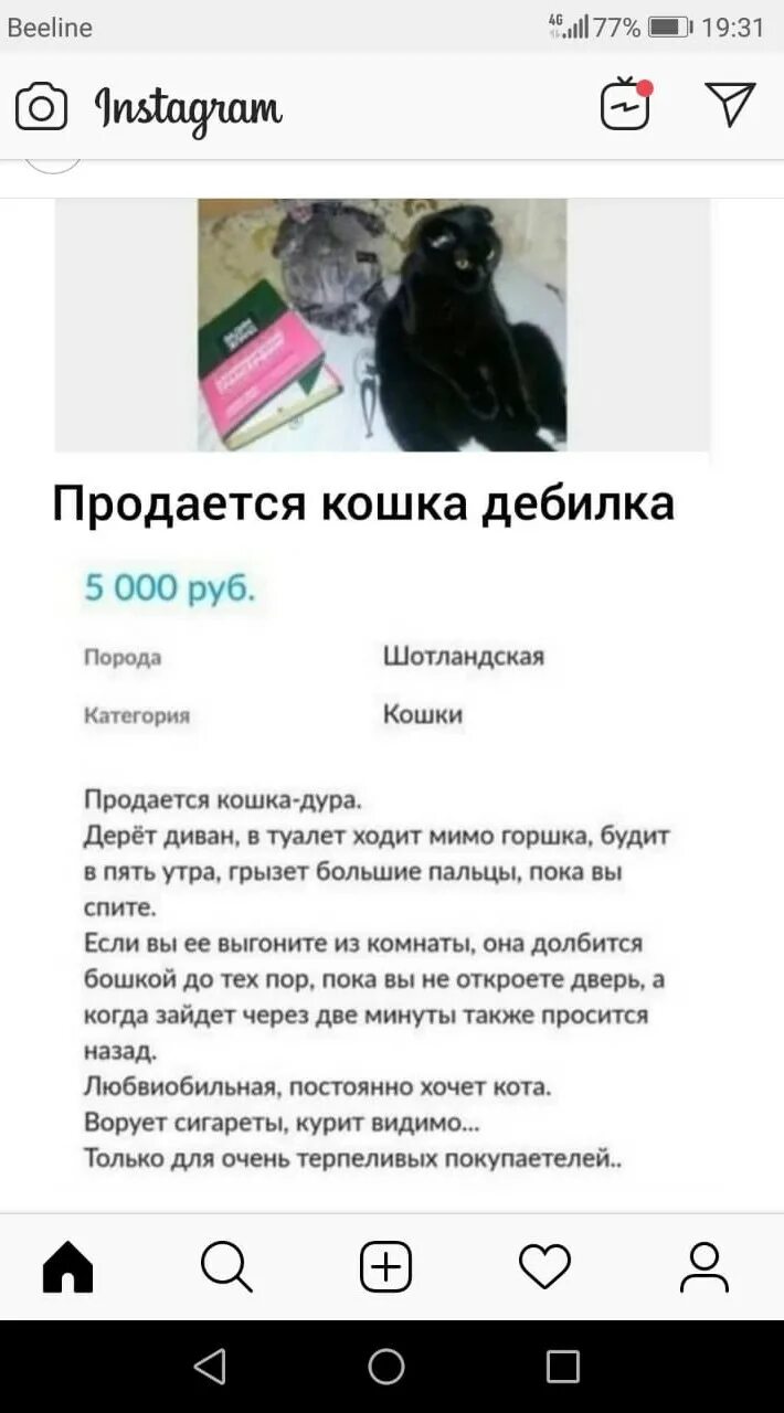 Продают кошек. Продается кошка объявление. Кошка ДЕБИЛКА. Прикольные объявления на авито про животных. Продается кошка отзывы