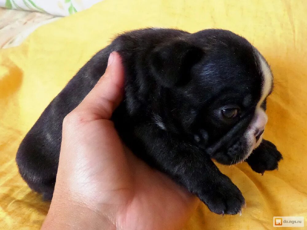 Щенок французского бульдога 2 месяца. Недельные щенки французского бульдога. Месячные щенки французского бульдога. 3х месячный французский бульдог. Французский бульдог 1.