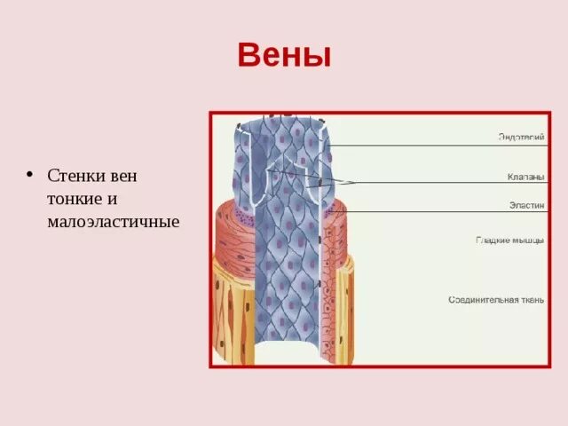 Строение вены рисунок. Вены строение стенок вен. Строение стенки вены. Вена строение стенки. Строение венозной стенки.