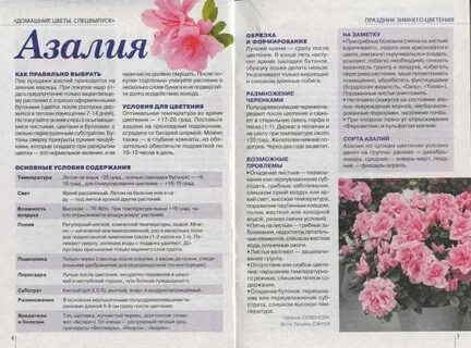 После окончания цветения