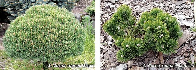 горные сосны стелющиеся. сосна горная мугус uncinata. Pinus mugo picobello. сосна горная (pinus mugo jezek). Pinus mugo 'hnizdo'.