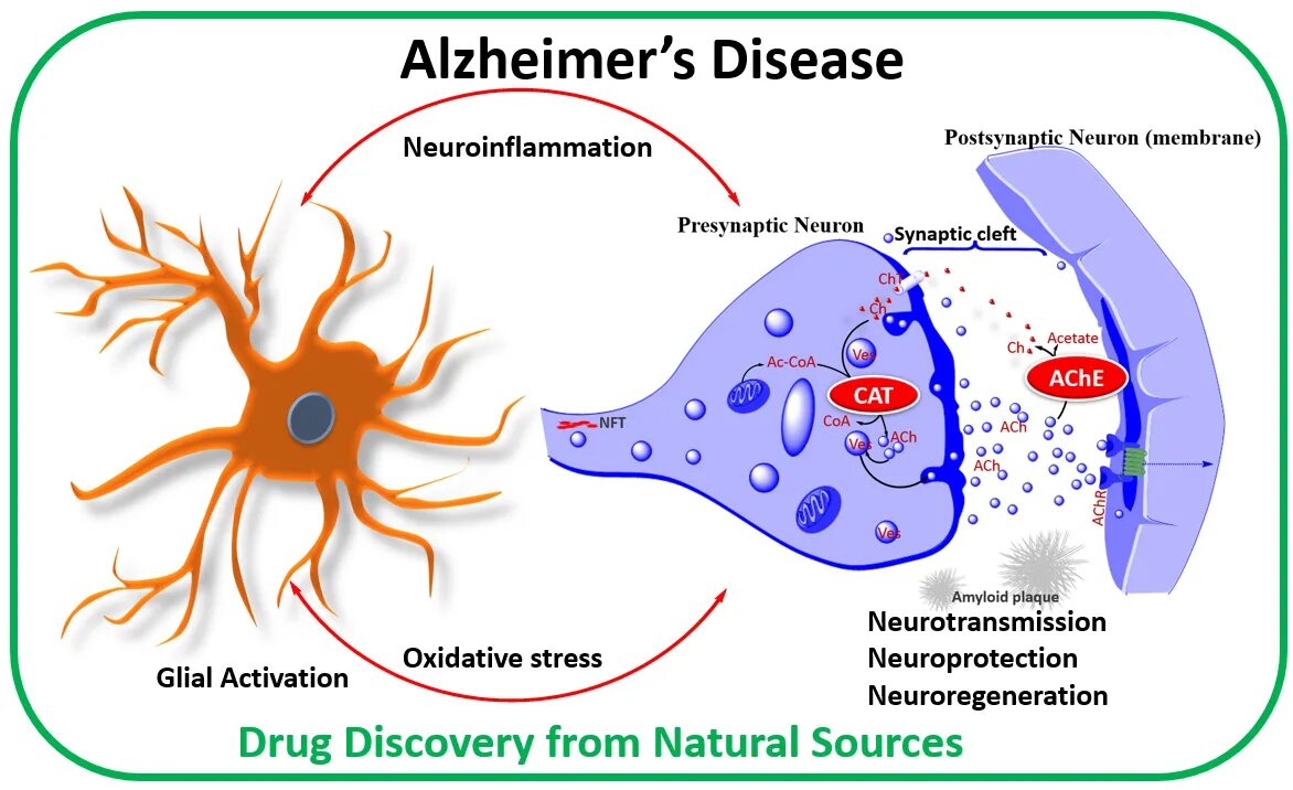 Болезнь альцгеймера препараты. Нейромеланин. Alzheimer's disease. Болезнь Альцгеймера ацетилхолин. Интрацитоплазматический нейромеланин в черном веществе.