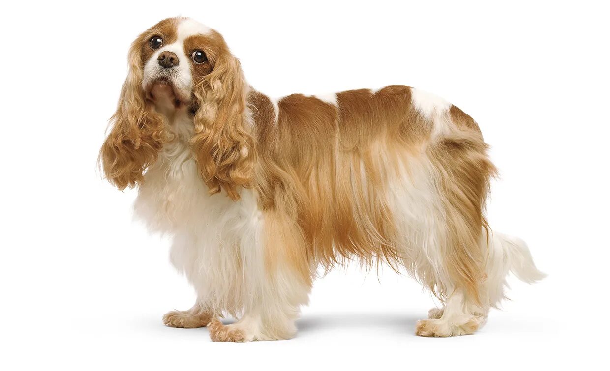 Английский спаниель кавалер. Английский спаниель кавалер. Кокер чарльз кинг спаниель. Кавалер кинг чарльз спаниель. Кавалер кинг чарльз спаниель.