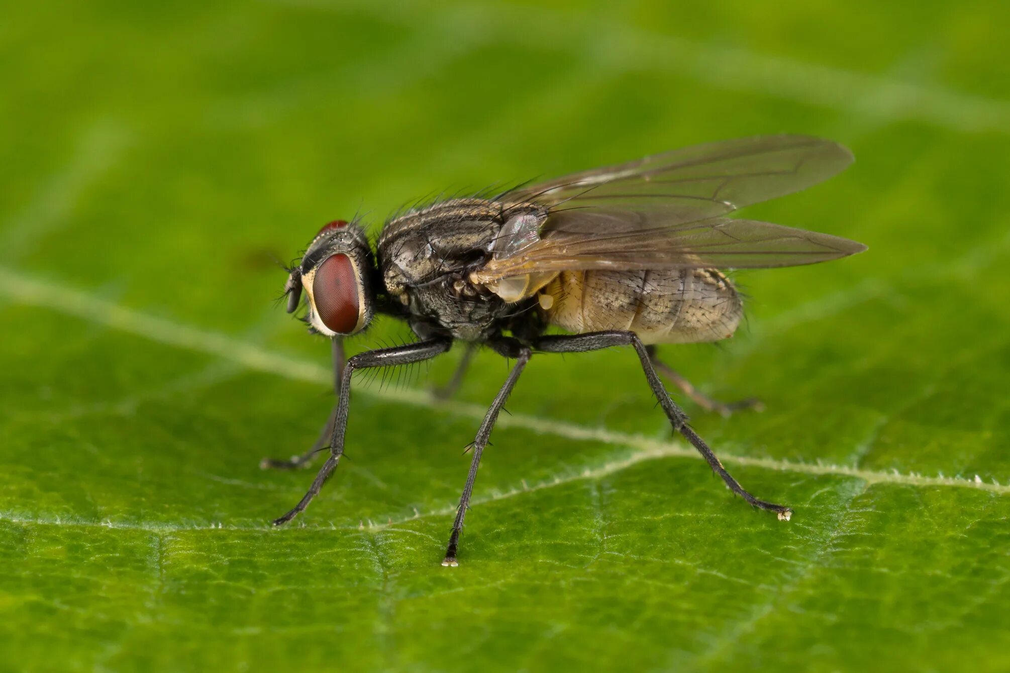 Вид муха домашняя. Musca domestica комнатная Муха. Муха (Musca domestica domestica). Муха (насекомое) Двукрылые. Кровососущие насекомые Муха.