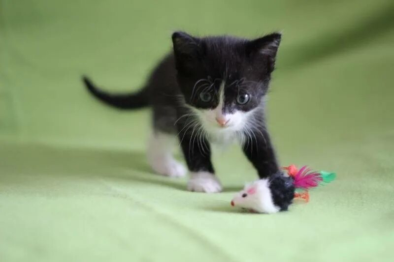 Имя для черно белого кота. Котенок черно-белый. Котята чёрно белые. Котята черно белого окраса. Имена для котят.
