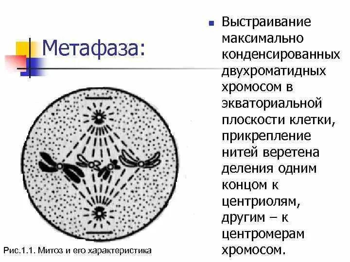 Фазы митоза g1. Метафаза митоза. Как выглядит метафаза. В метафазе митотического деления. Митоз метафаза 1.