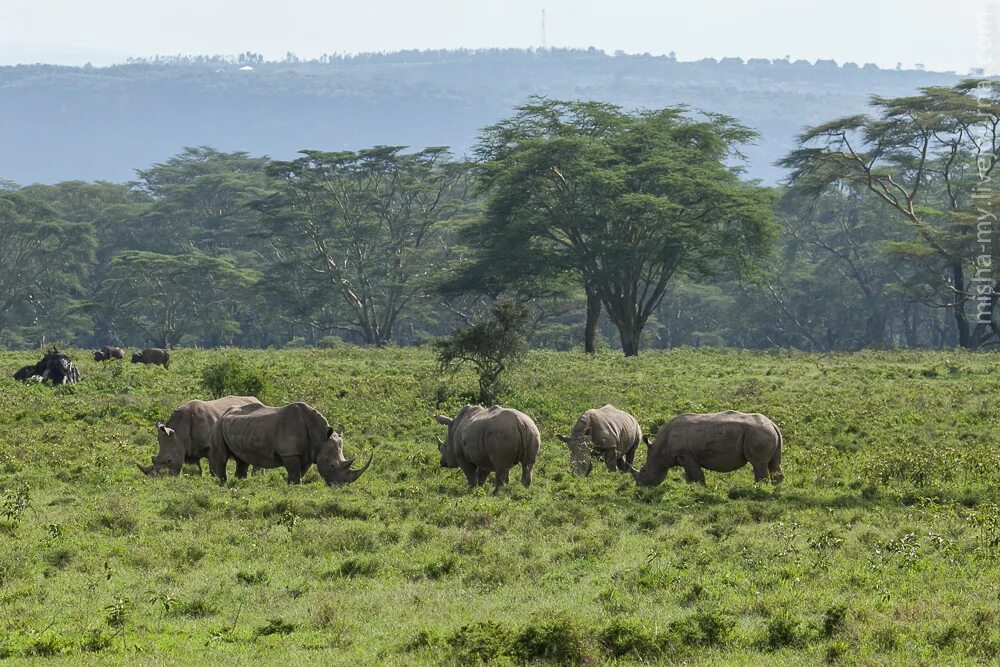 Проект национального парка танзании. Килва Масоко Танзания национальный парк. Национальные парки в Танзании Джангл. Национальный парк Танзании местоположение.