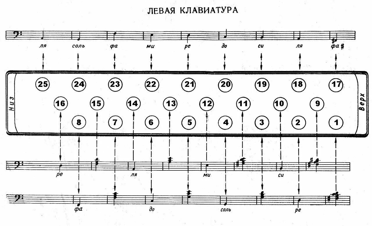 Уроки гармошки для начинающих. Схема нот Басов на гармони. Раскладка клавиш на гармони Чайка 2. Расположение клавиш на двухрядной гармошке. Схема расположения Басов на гармони Чайка 2.