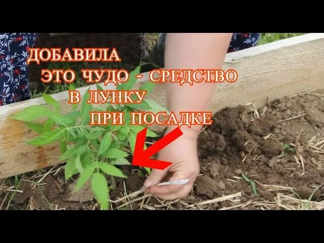 Что добавить в лунку при посадке огурца. Посадка томатов в лунку. посадка огурцов в лунки.