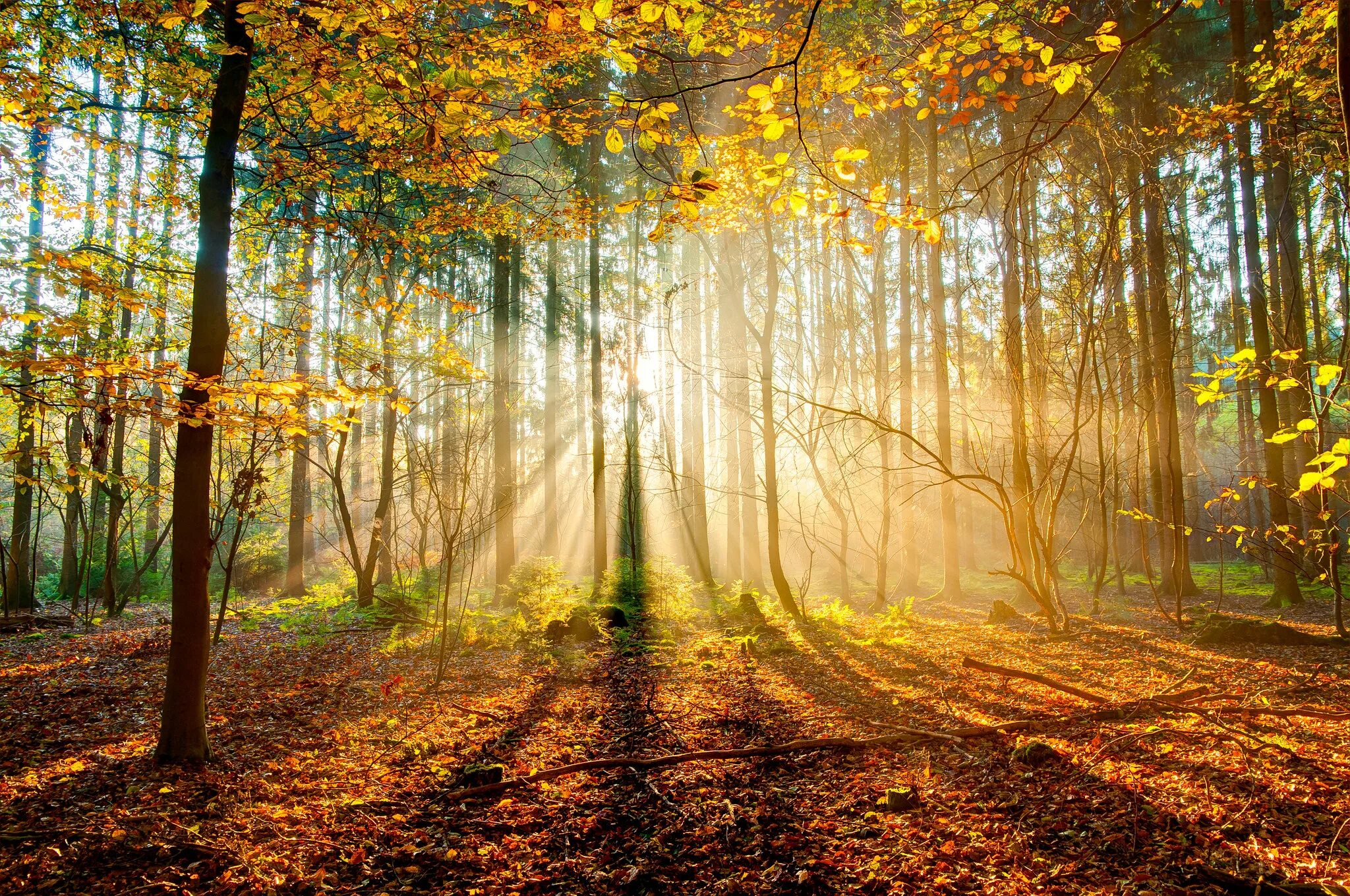 утро солнце сентябрь. природа солнце. осень солнце. утро солнце сентябрь. утро солнце сентябрь.