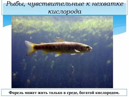 Рыбы недостатки