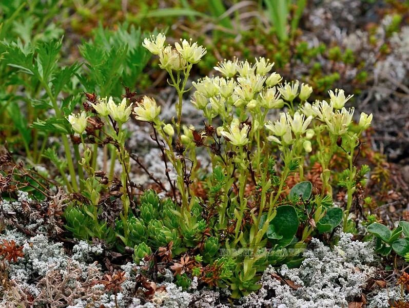 Камнеломка гребенчато-реснитчатая. Камнеломка Болотная (Saxifraga hirculus). Камнеломка маньчжурская. Алтайская камнеломка. Камнеломка семена купить