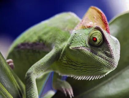 Включи про хамелеонов