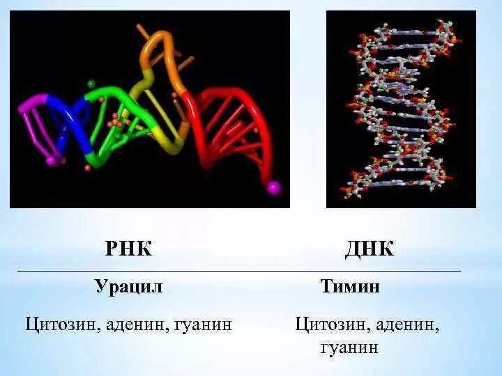 Рнк тимин урацил. ДНК аденин. Аденин гуанин. Аденин гуанин цитозин Тимин. ДНК аденин гуанин.