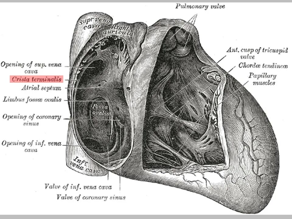 Cordis латынь. Fossa ovalis сердце. Овальная ямка сердца латынь. Crista terminalis в правом предсердии.
