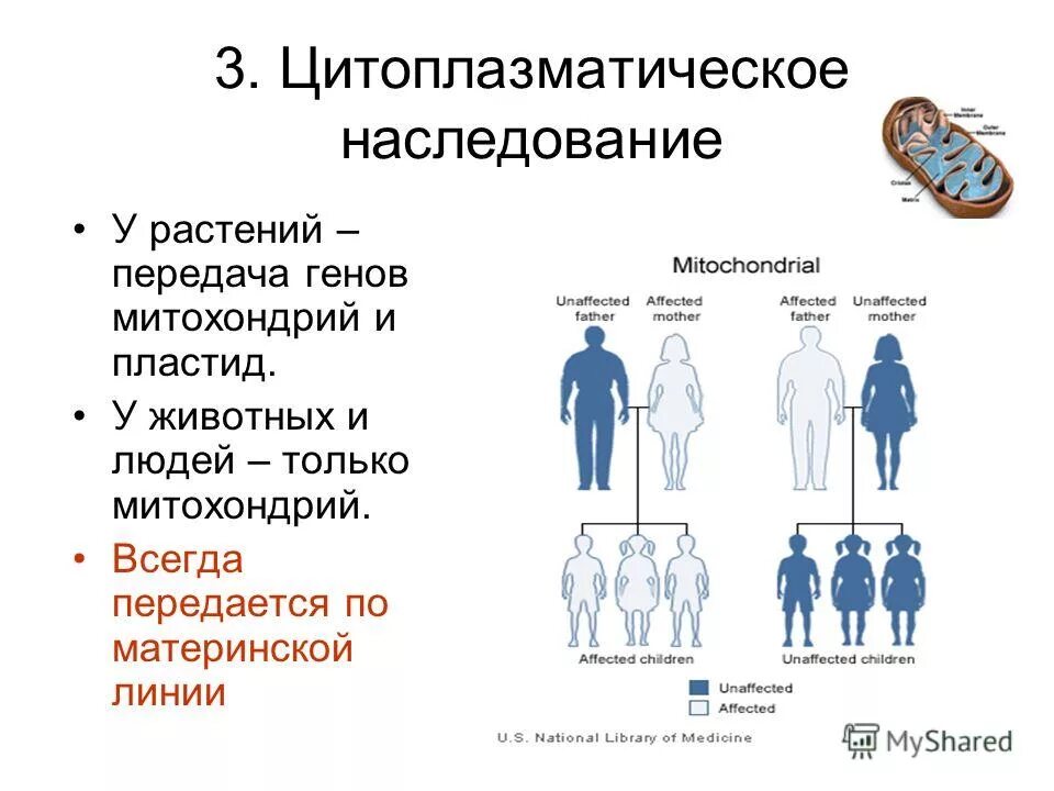 пластидное наследование. аутосомно-рецессивный наследования заболеваний схема. генетические заболевания передающиеся по материнской линии. схема наследования хромосомных заболеваний. х-сцепленное рецессивное наследование схема.