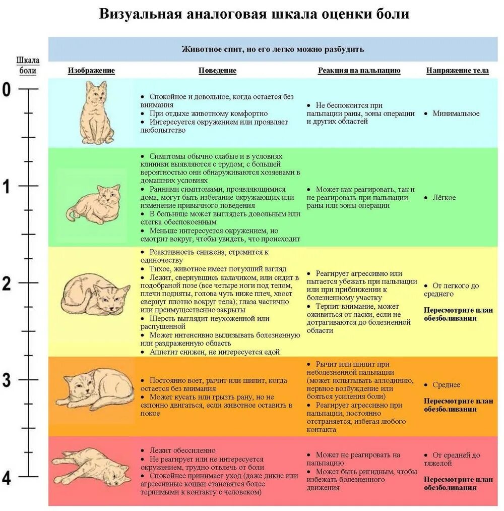 Шкала оценки боли у кошек. Шкала оценки боли Колорадо. Визуальная аналоговая шкала боли животных. Шкала оценки боли у животных.