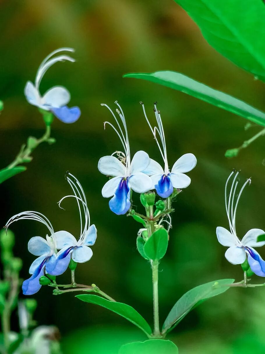 Баттерфляй цветок. Цветок похожий на бабочку. Голубая бабочка на цветке. Цветок в виде бабочки. Домашние цветы бабочки